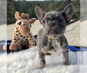 French Bulldog Puppy for sale in BUCKS BAR, CA, USA