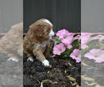 Small Photo #7 Cavapoo mix (+ Poodle Miniature) Puppy For Sale in GREENWOOD, WI, USA