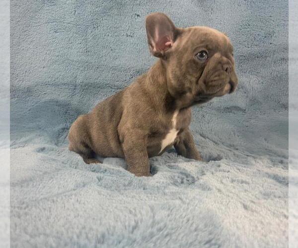 Medium Photo #3 French Bulldog Puppy For Sale in PHILA, PA, USA
