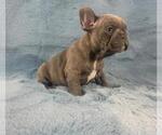 Small Photo #3 French Bulldog Puppy For Sale in PHILA, PA, USA