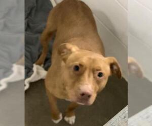 Unknown-Vizsla Mix Dogs for adoption in Olathe, KS, USA