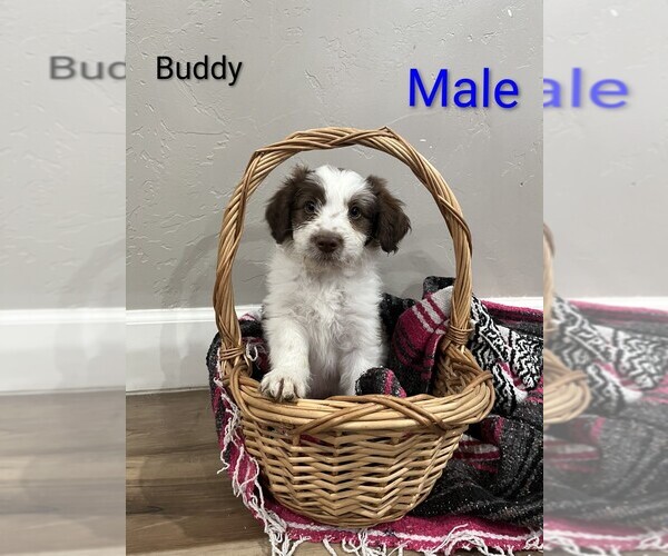 Medium Photo #1 Aussiedoodle Puppy For Sale in PIMA, AZ, USA