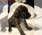 Small Photo #16 Daniff Puppy For Sale in MARSHALL, AR, USA