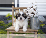 Puppy Rubble Shih Tzu