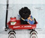 Small #5 Poodle (Toy)