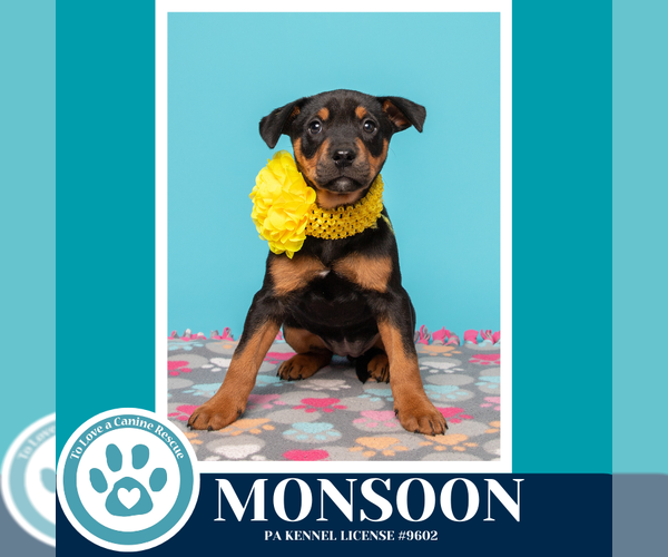 Medium Photo #9 Labrador Retriever-Unknown Mix Puppy For Sale in Kimberton, PA, USA