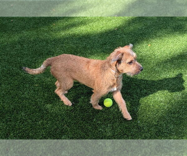 Medium Photo #3 Mutt Puppy For Sale in Salinas, CA, USA
