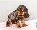 Puppy Tokee Cocker Spaniel