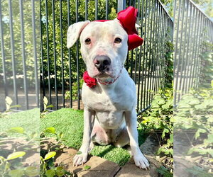 Poppy - Female American Pit Bull Terrier-Unknown Mix Dog for Adoption - Photo #13