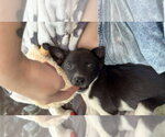 Small #4 Labrador Retriever Mix