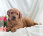 Small #5 Labrador Retriever