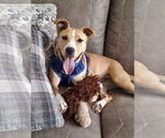 Small #8 Labrador Retriever Mix