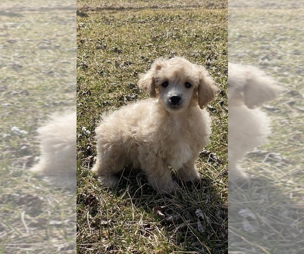 Medium Photo #2 Poodle (Toy) Puppy For Sale in CANOGA, NY, USA
