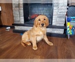 Small Photo #8 Golden Retriever Puppy For Sale in FALCON, CO, USA