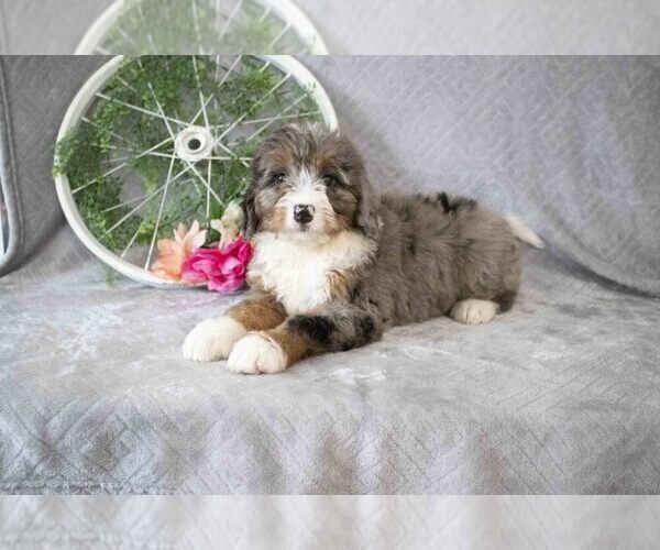 Medium Photo #3 Bernedoodle (Miniature) Puppy For Sale in MILLERSBURG, OH, USA