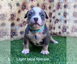 Small #21 American Bully