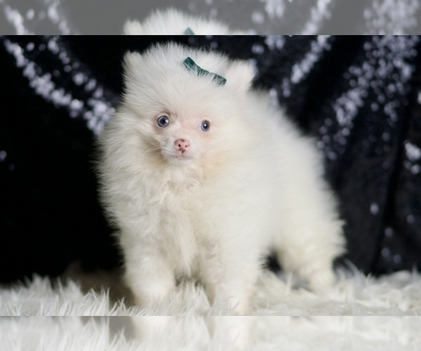 Medium Photo #10 Pomeranian Puppy For Sale in WARSAW, IN, USA