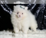 Small Photo #10 Pomeranian Puppy For Sale in WARSAW, IN, USA