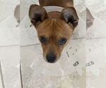 Small #2 Chihuahua Mix