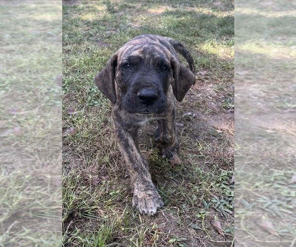Medium Photo #4 Great Dane Puppy For Sale in CLANTON, AL, USA