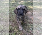 Small #3 Great Dane