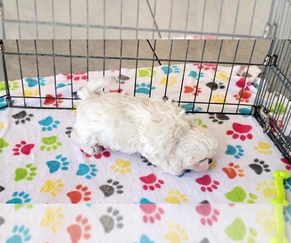 Medium Photo #7 Shih Tzu Puppy For Sale in ORO VALLEY, AZ, USA