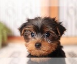 Small #1 Yorkshire Terrier