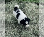 Small Photo #2 Pyredoodle Puppy For Sale in HULBERT, OK, USA