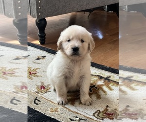 Golden Retriever Puppy for sale in GILLETT, PA, USA