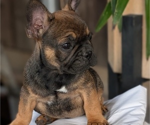 Medium French Bulldog
