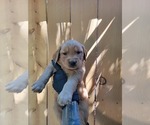 Puppy Yellow collar g Golden Retriever
