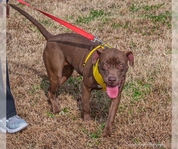 Medium Photo #17 American Pit Bull Terrier-Chocolate Labrador retriever Mix Puppy For Sale in Munford, TN, USA