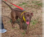 Small #16 American Pit Bull Terrier-Chocolate Labrador retriever Mix