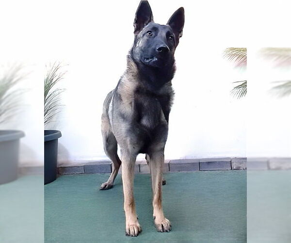 Medium Photo #2 Mutt Puppy For Sale in Pasadena, CA, USA