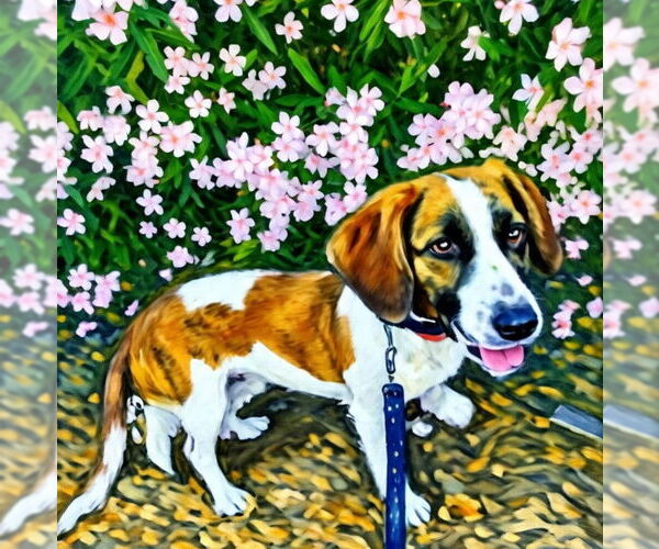 Medium Photo #6 Doxle Puppy For Sale in Fresno, CA, USA
