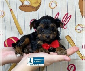 Yorkshire Terrier Puppy for sale in WINNSBORO, LA, USA