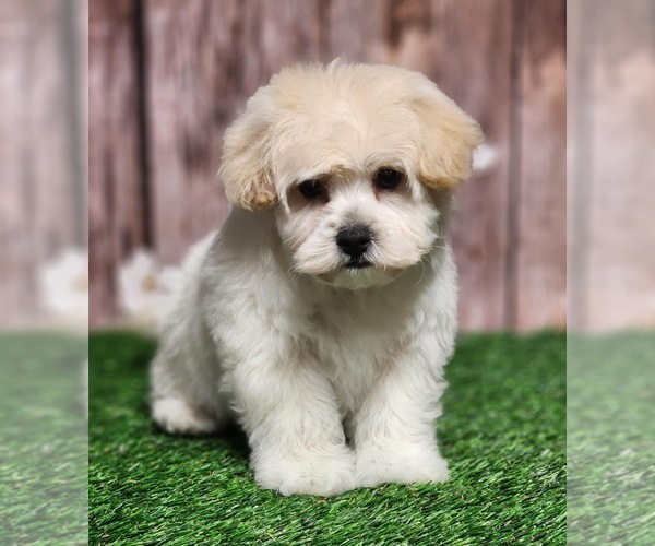 Medium Photo #2 YorkiePoo Puppy For Sale in CAPAC, MI, USA