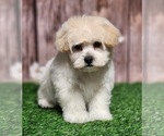 Small #1 YorkiePoo