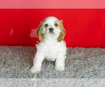Small Photo #27 Cocker Spaniel Puppy For Sale in NAPPANEE, IN, USA