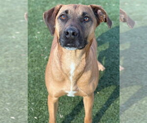SAMSON - Male Mutt Dog for Adoption - Photo #6