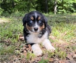 Small #1 Australian Shepherd