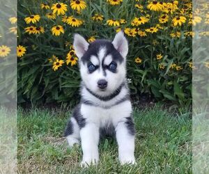Siberian Husky Puppy for sale in SINKING SPRING, PA, USA