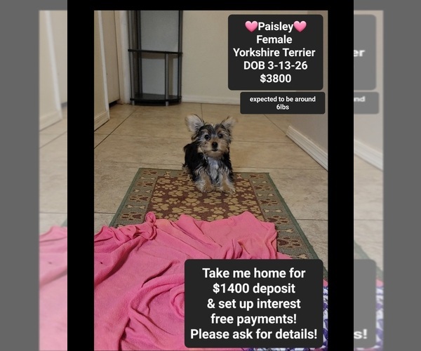 Medium Photo #1 Yorkshire Terrier Puppy For Sale in TUCSON, AZ, USA