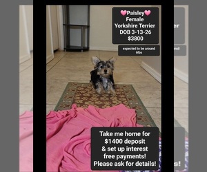 Yorkshire Terrier Puppy for sale in TUCSON, AZ, USA