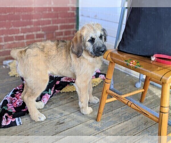 Medium Photo #3 Saint Berdoodle Puppy For Sale in PEACH BOTTOM, PA, USA