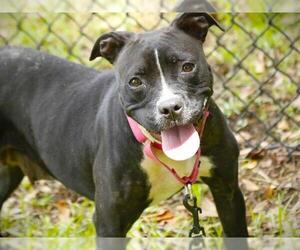 American Staffordshire Terrier-Unknown Mix Dogs for adoption in Tallahassee, FL, USA