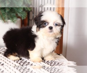 Shih Tzu Puppy for sale in NAPLES, FL, USA
