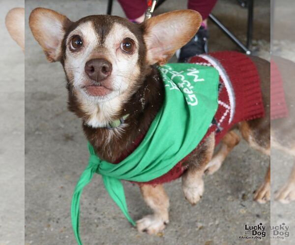 Medium Photo #4 Chiweenie Puppy For Sale in Washington, DC, USA