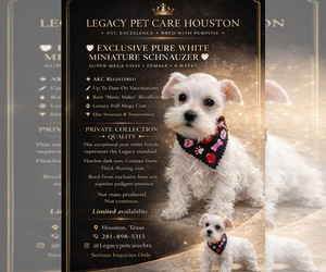 Schnauzer (Miniature) Puppy for sale in HOUSTON, TX, USA