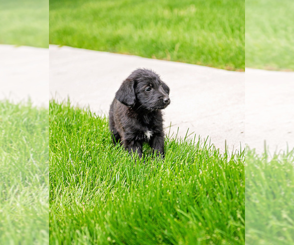 Medium Photo #6 Shepadoodle Puppy For Sale in JOHNSON, KS, USA